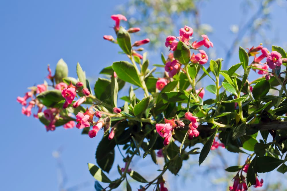 bright pink flowering Escallonia shrub against a blue sky backdrop