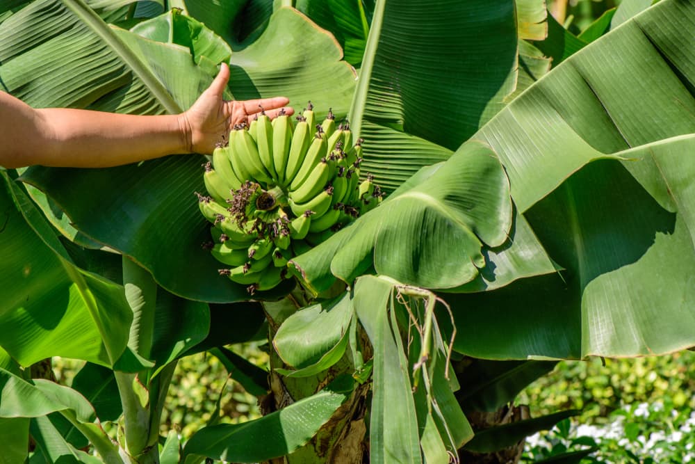 Dwarf Cavenish bananas growing from Musa acuminata plant with hand shown for scale