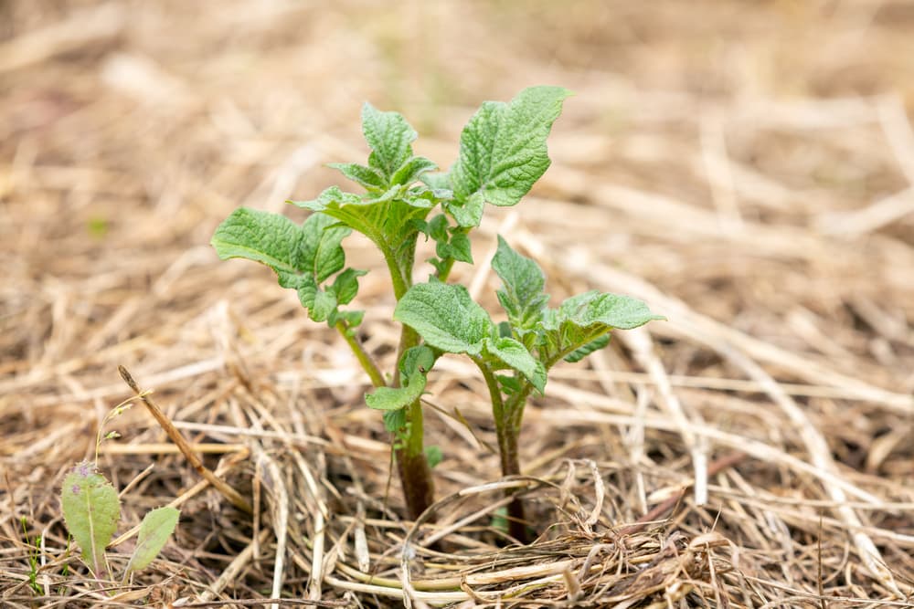 no dig garden beds covered in straw mulch with emerging seedlings of Solanum tuberosum