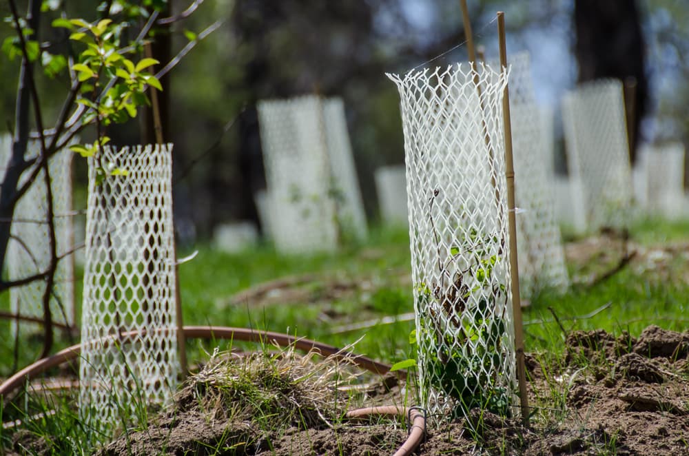 young trees in a park protected by white mesh tubes