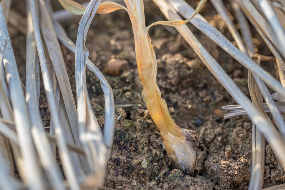 onion white rot with wilting and badly damaged leaves and bulb