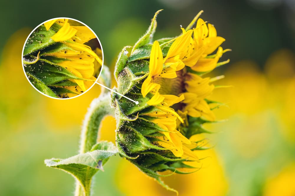 sunflower head with an aphid infestation, complemented by a magnified view which better shows the tiny white and black insects
