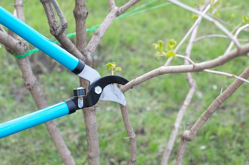 tree loppers being used to prune branches of a winter viburnum shrub