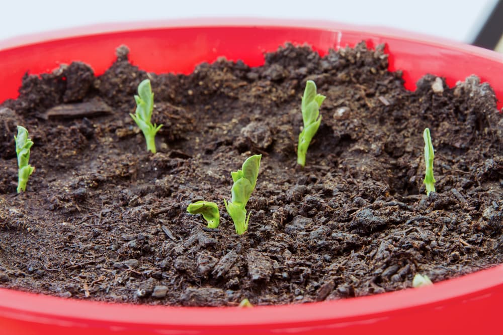 snow pea seedlings emerging from soil in a large red container