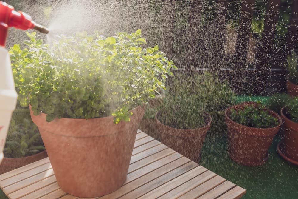 water being sprayed onto an oregano plant in a large ceramic pot outdoors