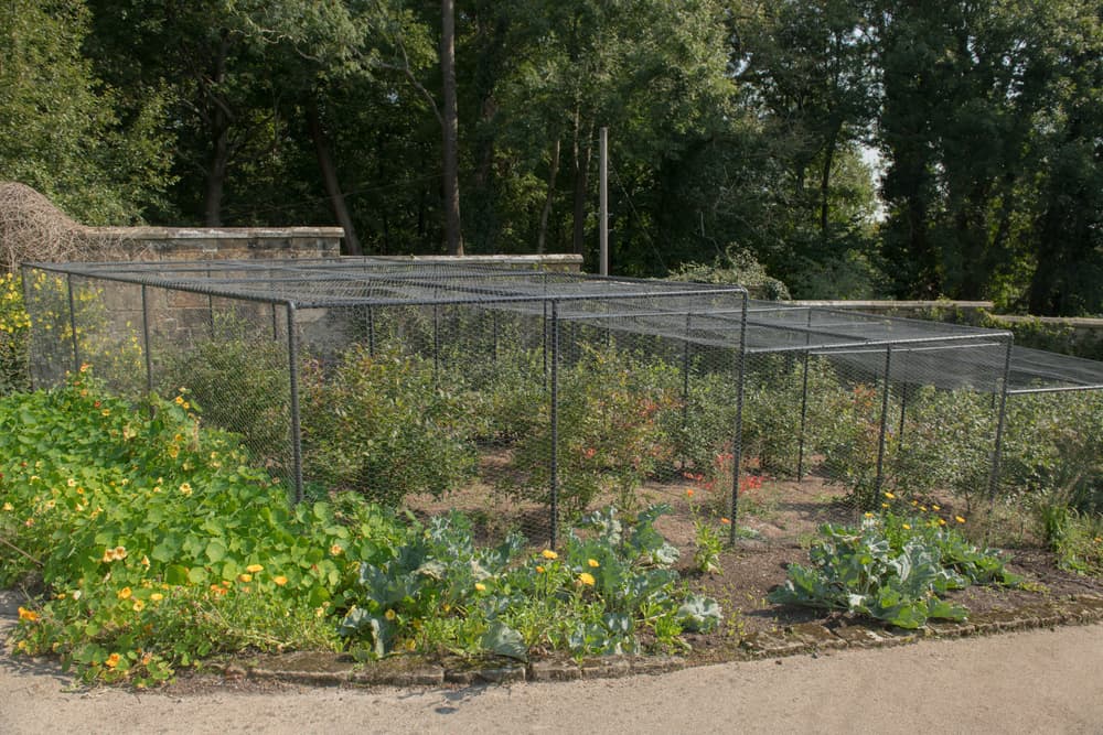 fruit cages surrounding bushes to protect from birds