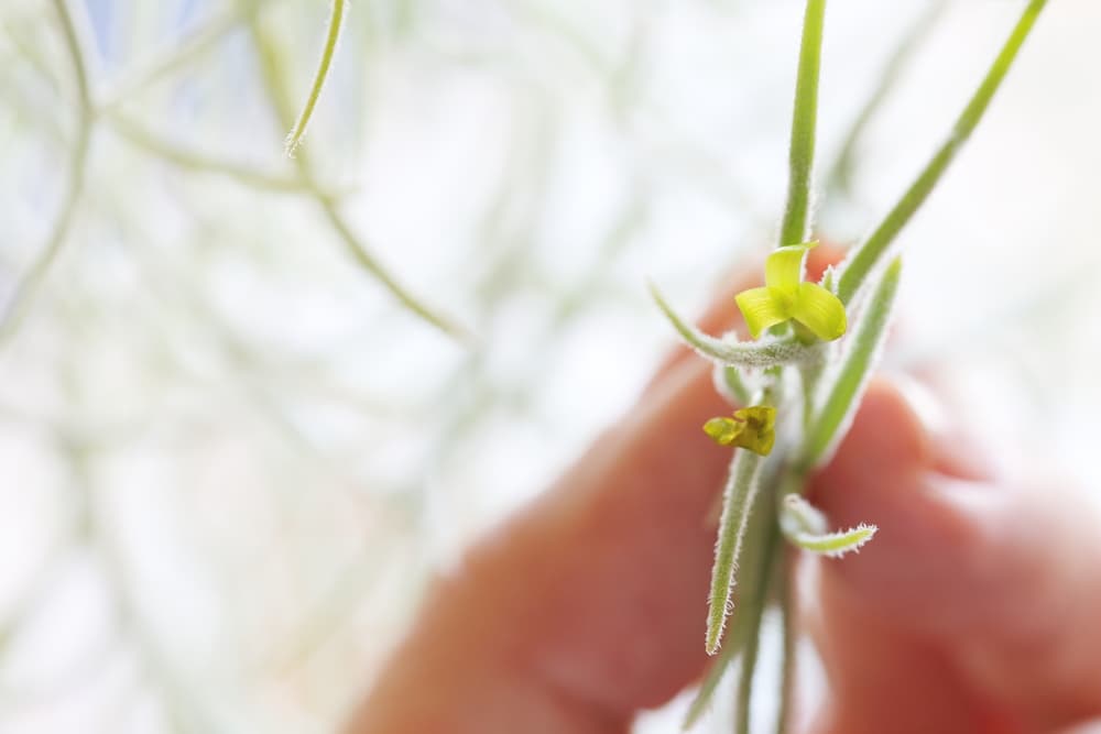 Spanish moss shown in flower between a thumb and forefinger