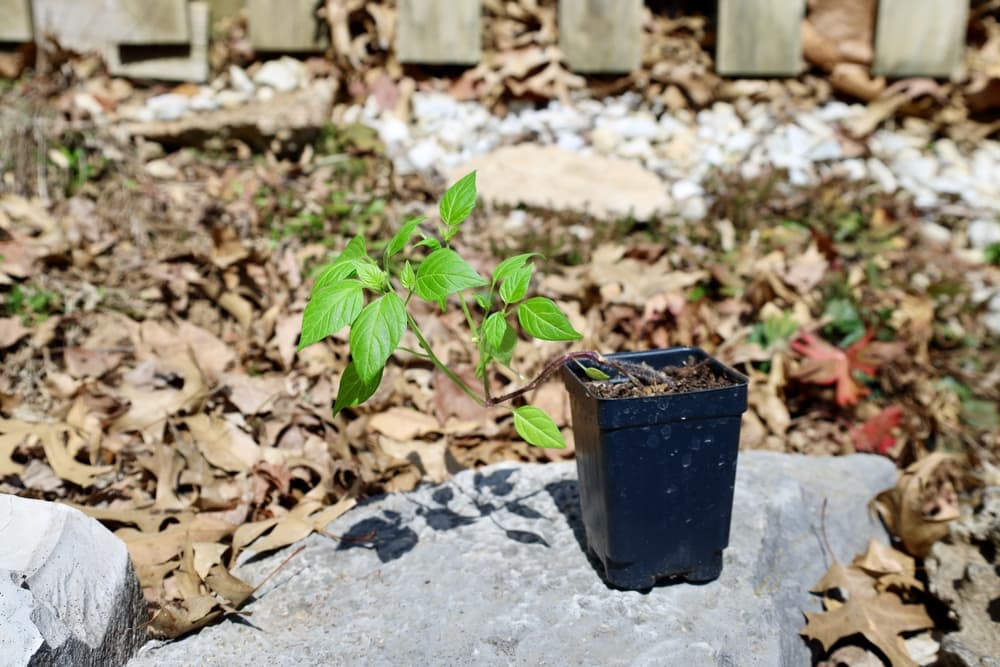potted Physalis ixocarpa seedling in a black pot sat on a rock outdoors