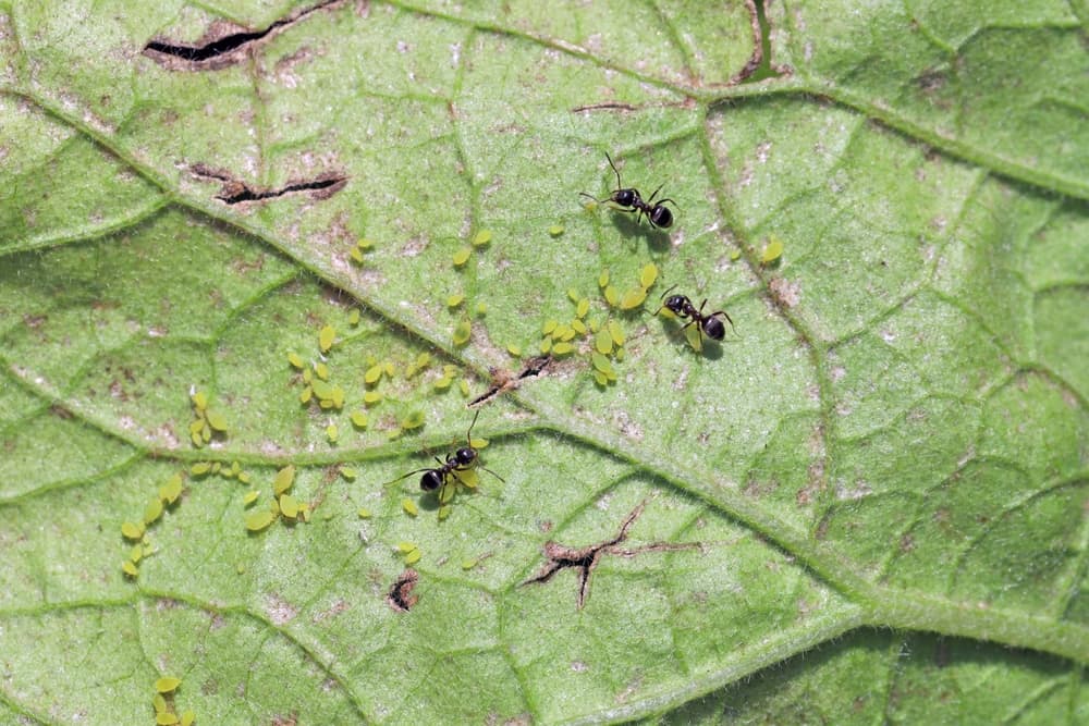 magnified view of ants farming aphids on the surface of an eggplant leaf