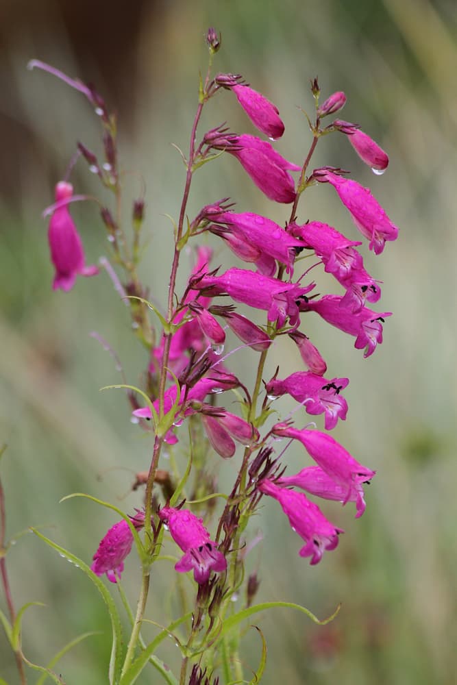 Evelyn Penstemon with pink blooms