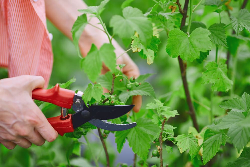 secateurs being used to cut stems from fresh growth on a blackcurrant bush