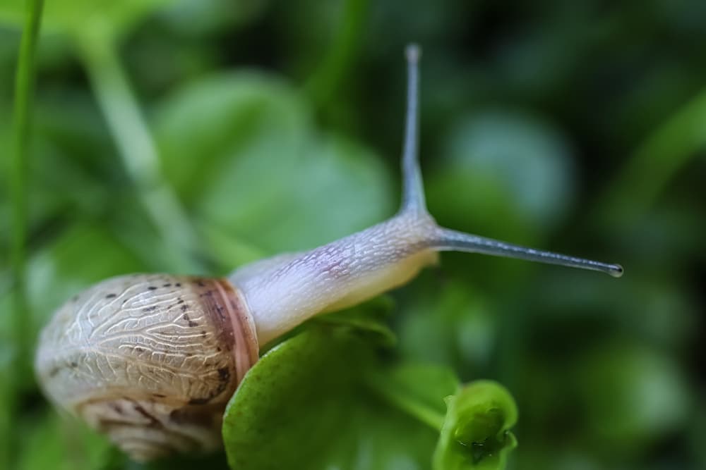 snail sat on the leaves of creeping jenny
