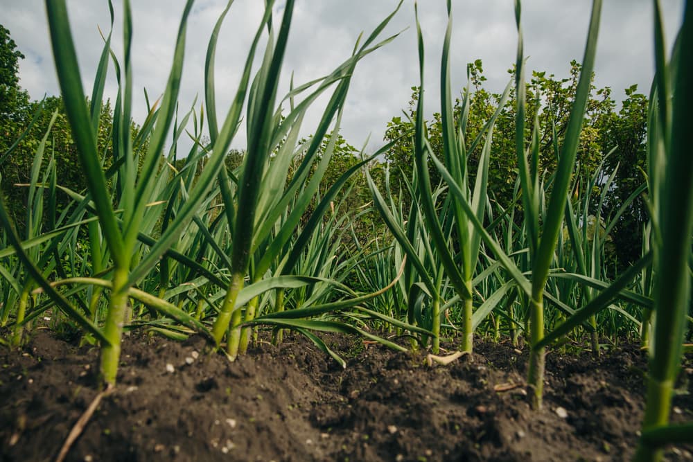 view of garlic plants being cultivated in a large allotment area