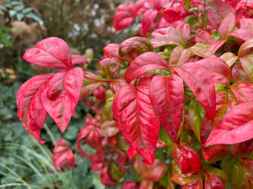 dark red leaves of heavenly bamboo