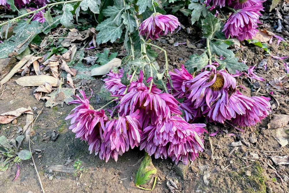 wilting chrysanthemum flowers and foliage clearly affected by mildew