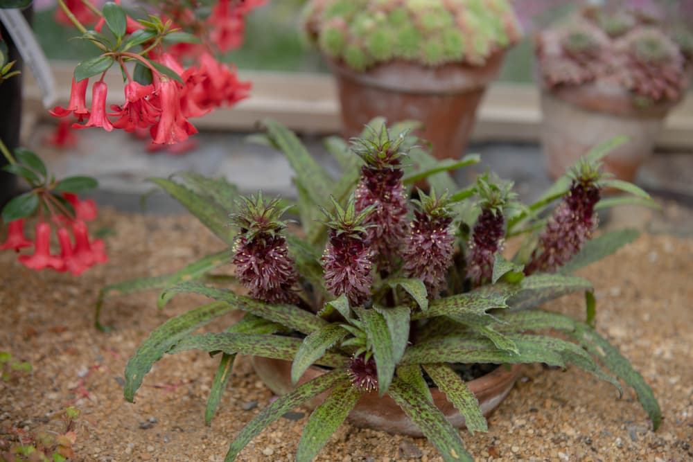 red flowering E. vandermerwei growing from a buried pot