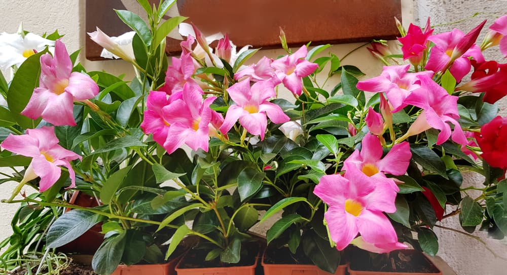 small pots of rock trumpets with pink flowers growing outdoors