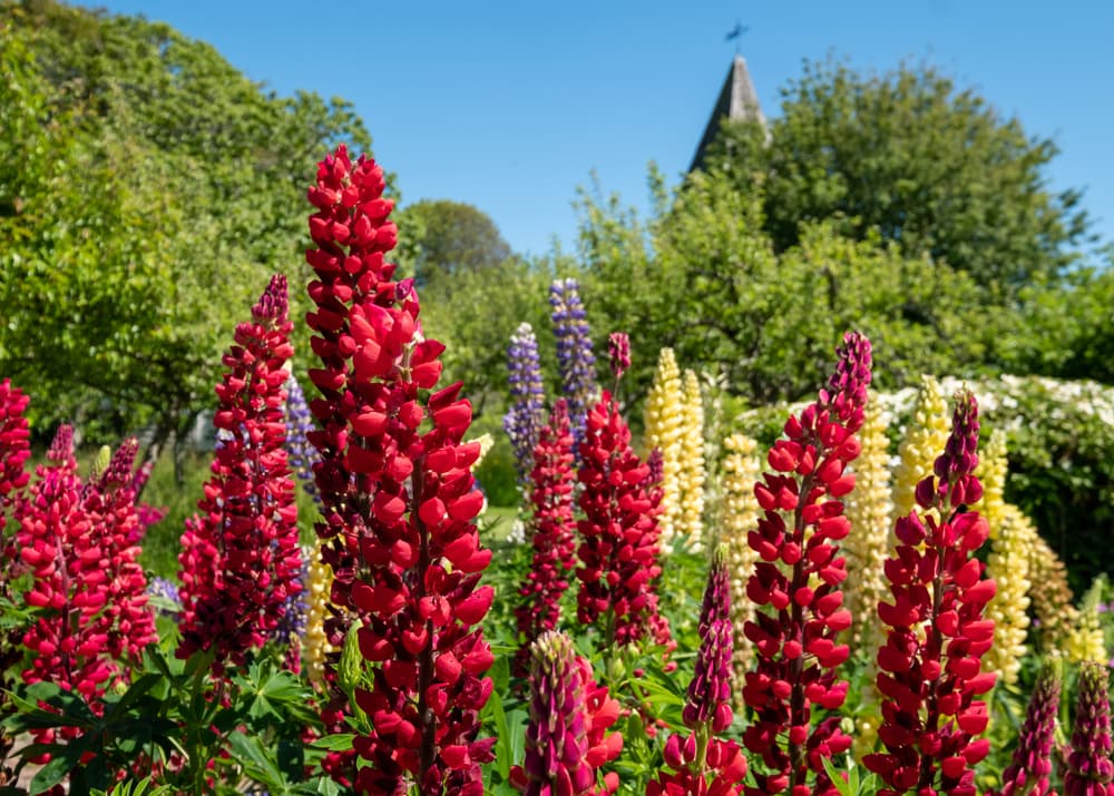 upright red, yellow and purple flowering lupin plants in a cottage-style garden with large trees in the background