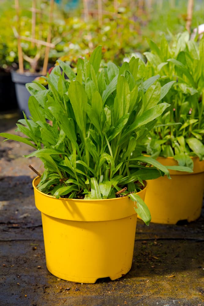 potted sneezeweed plant ready for planting out