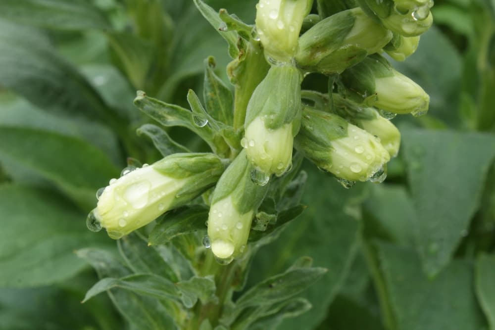 white buds of digitalis purpurea covered in water droplets