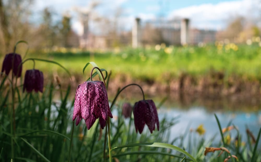 Fritillaries growing in long grass in front of a river