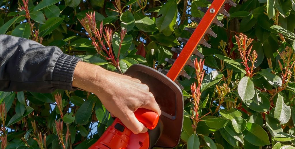 gardener using a powered hedge trimmer to prune a photinia shrub