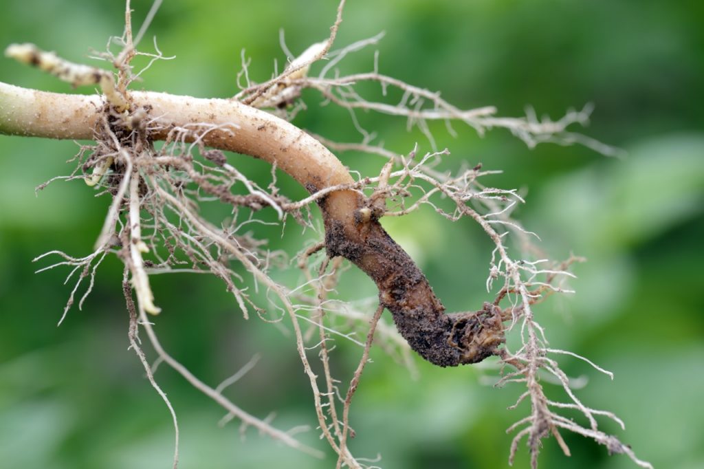 the blackened roots of a plant affected by root rot