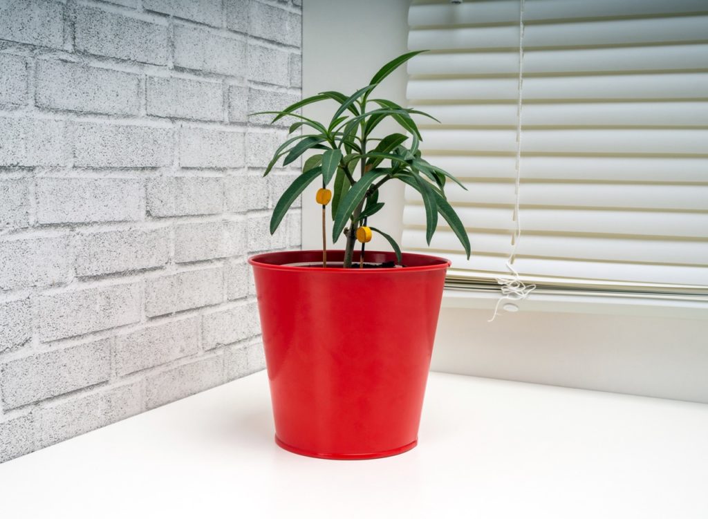 young nerium sapling growing in a red pot indoors in front of a window covered with blinds