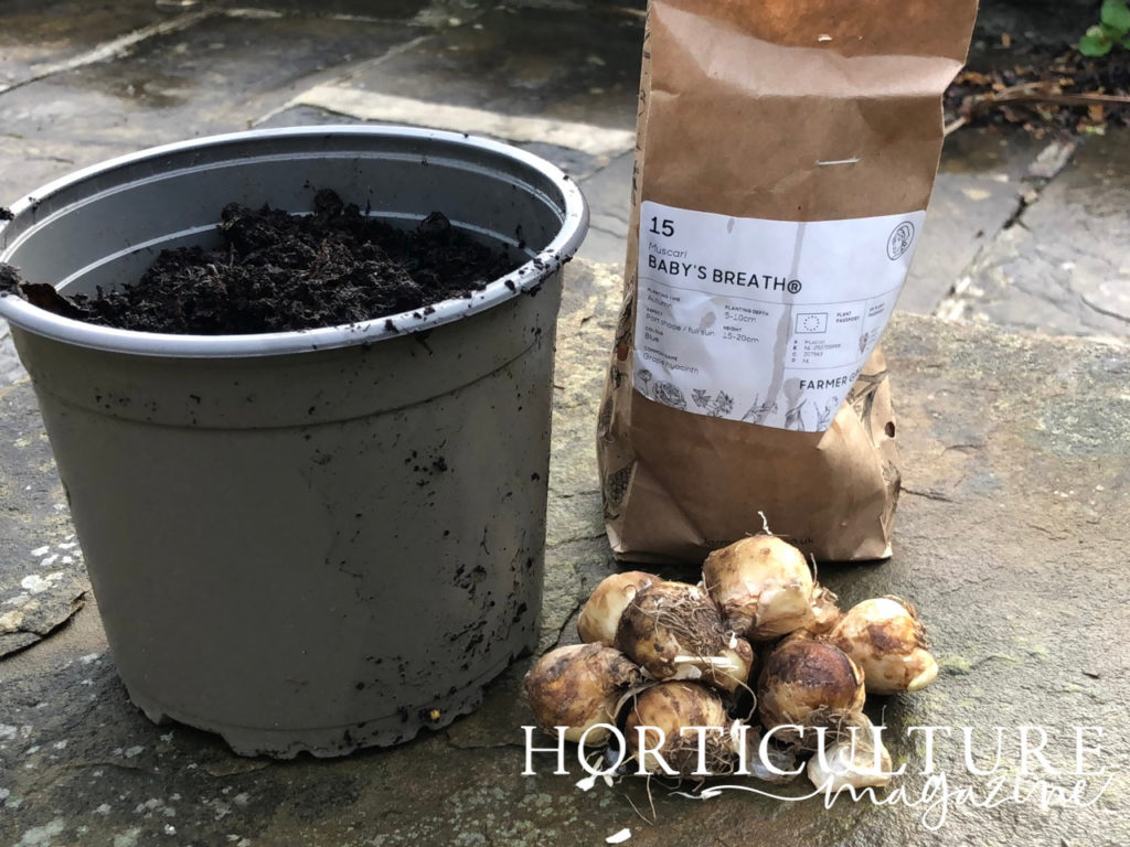 muscari bulbs next to a container full of soil and a paper bag reading 'Baby's Breath'