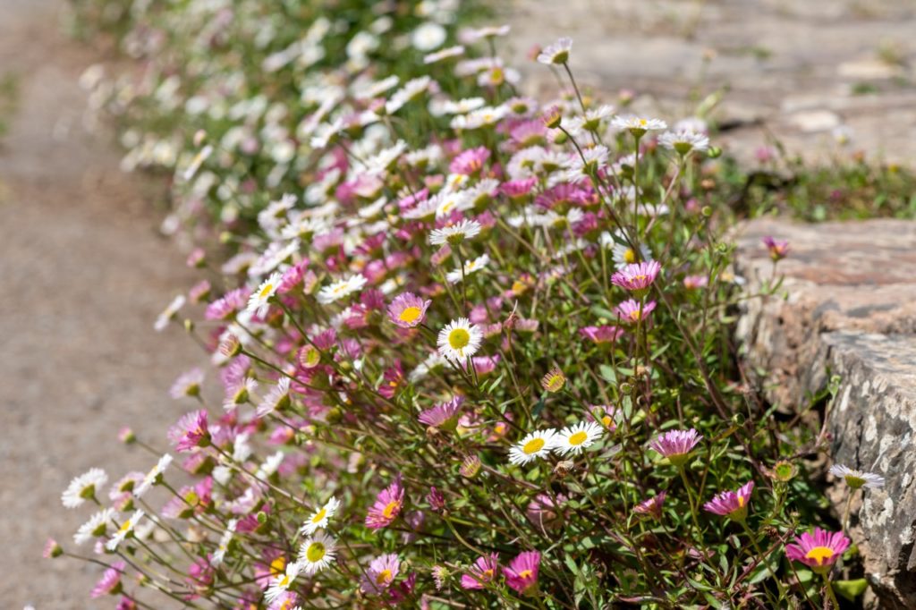 white and pink flowering Erigeron growing from a pathway step