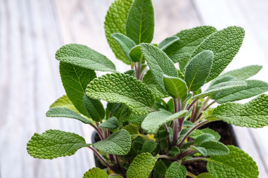 potted sage plant with lots of leaves growing on a table inside in front of a window