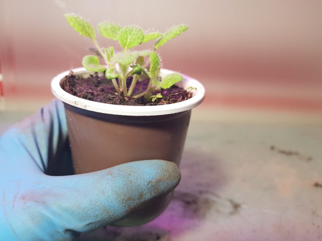 gardener holding a potted, newly-propagated sage plant