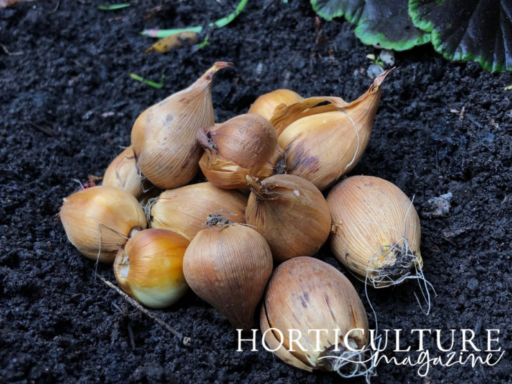 How To Plant Iris Bulbs In 3 Stages Horticulture.co.uk