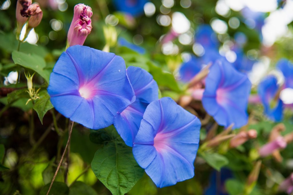 Ipomoea tricolor with blue flowers tinged with pink growing outdoors 