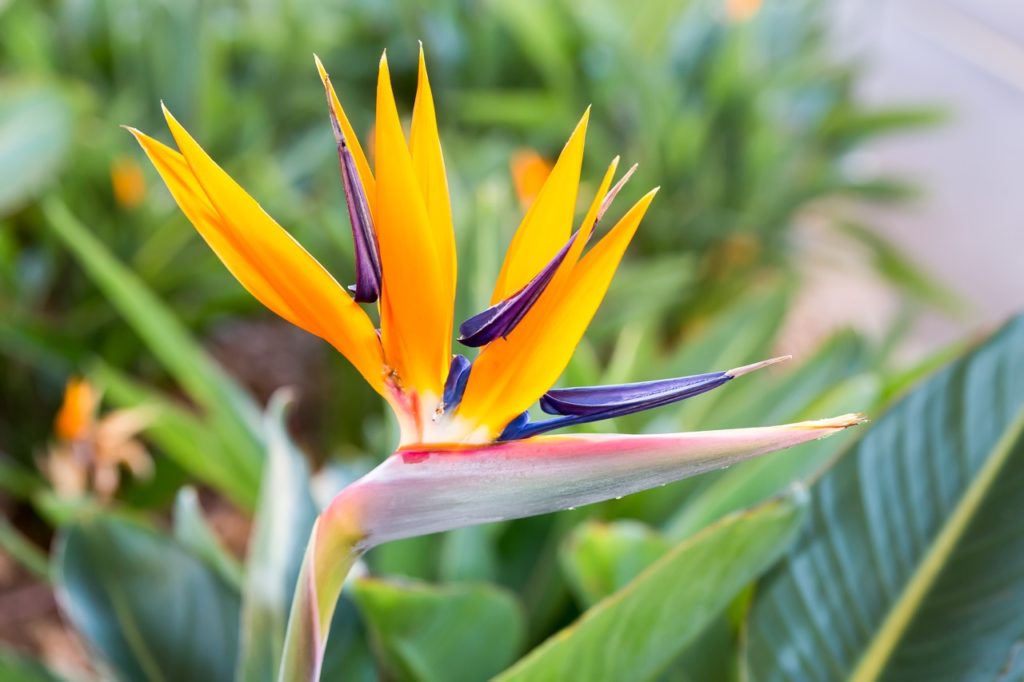 close-up of the bird-like orange and purple flower from a Strelitzia reginae plant in front of a leafy green background
