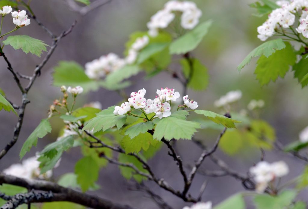 eastern thorn plant with white flowers and pink stamen growing from hardwood branches