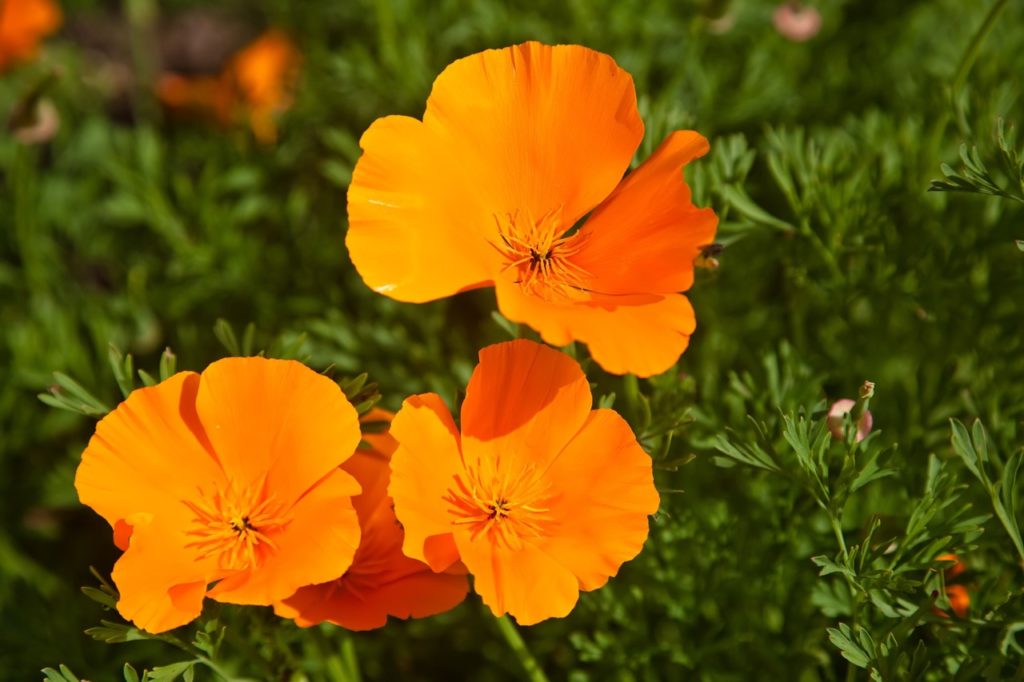 orange Eschscholzia californica flowers with finely divided leaves