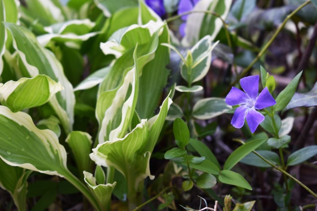 a greater periwinkle plant with a single purple star-shaped flower growing next to a hosta plant with green and cream coloured leaves