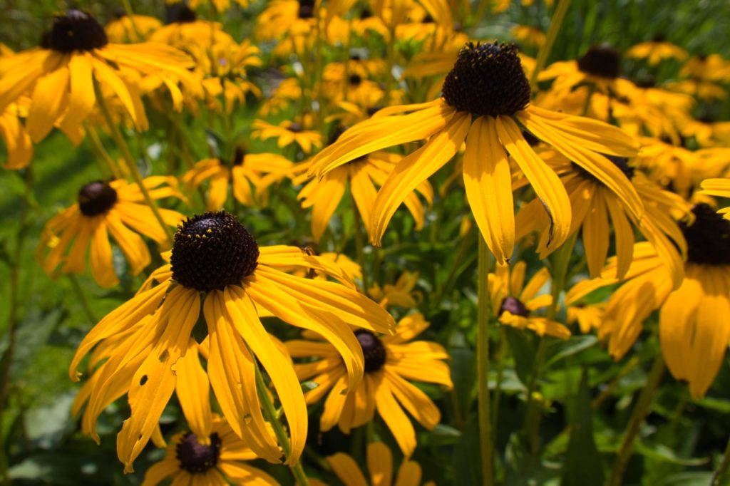 black-eyed Susan plants with black centres and yellow petals
