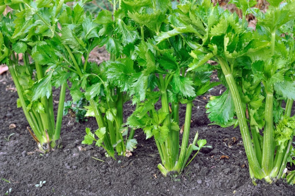celery plants with bushy green leaves growing in a row from dry soil