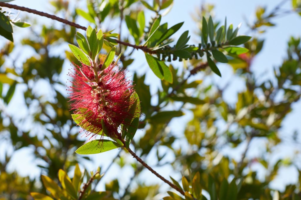 red spiked flower of Callistemon 'splendens' with a blue sky in the background