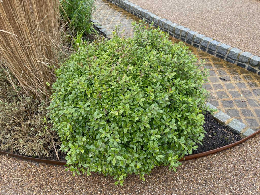 rounded pittosporum shrub growing in a flower border next to an outdoors garden path