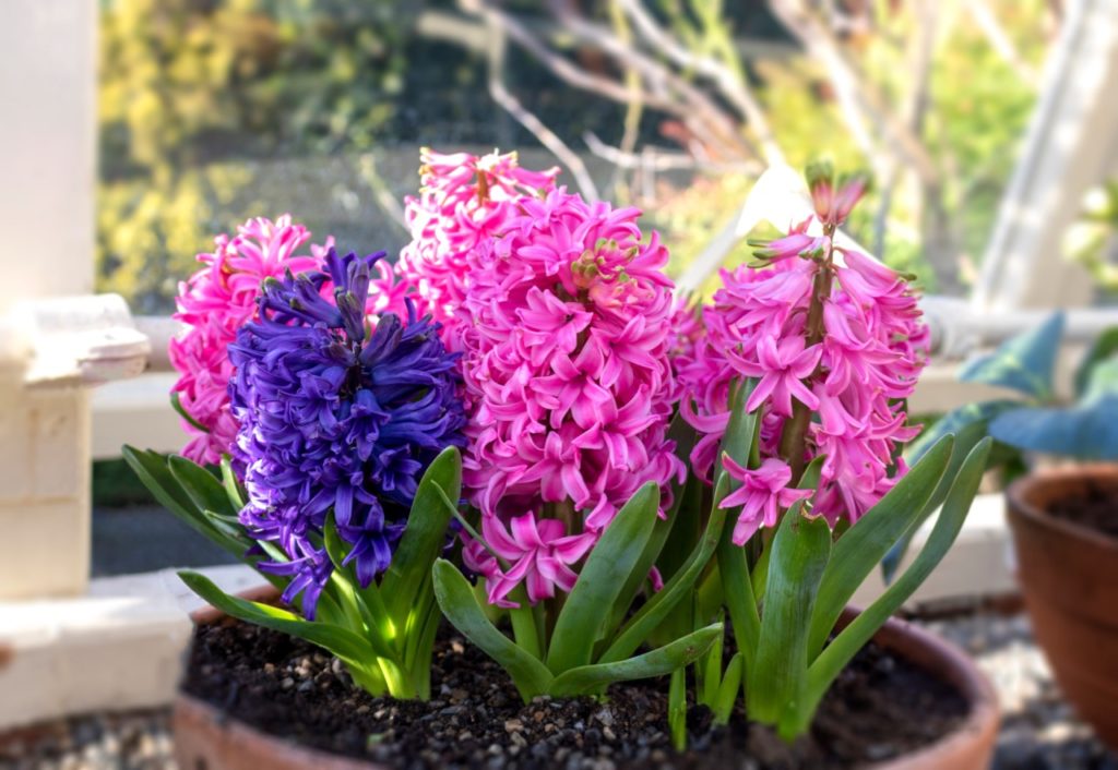 purple and pink potted hyacinths growing inside in front of a window
