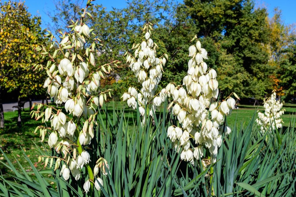 yucca filamentosa with dark green leaves and white flowers growing outside