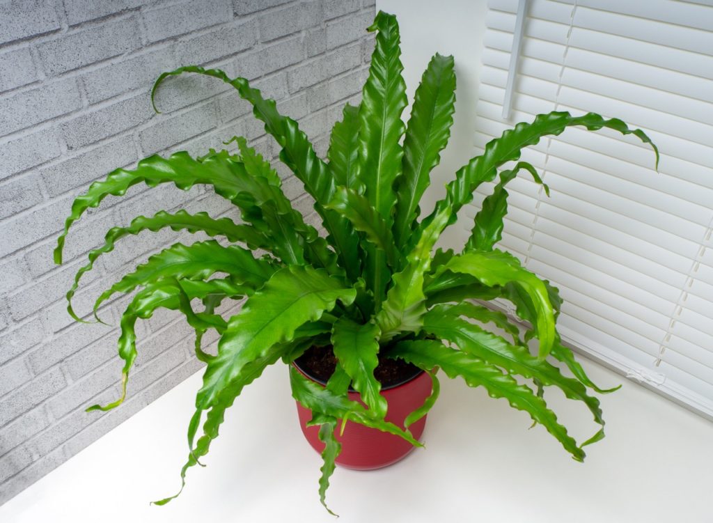 wavy green leaves from a spleenwort growing in a pot in the corner of a room