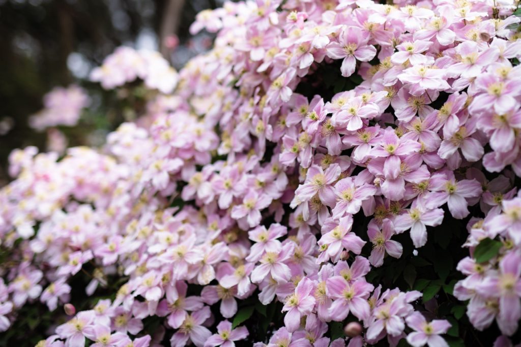 pink flowering clematis montana