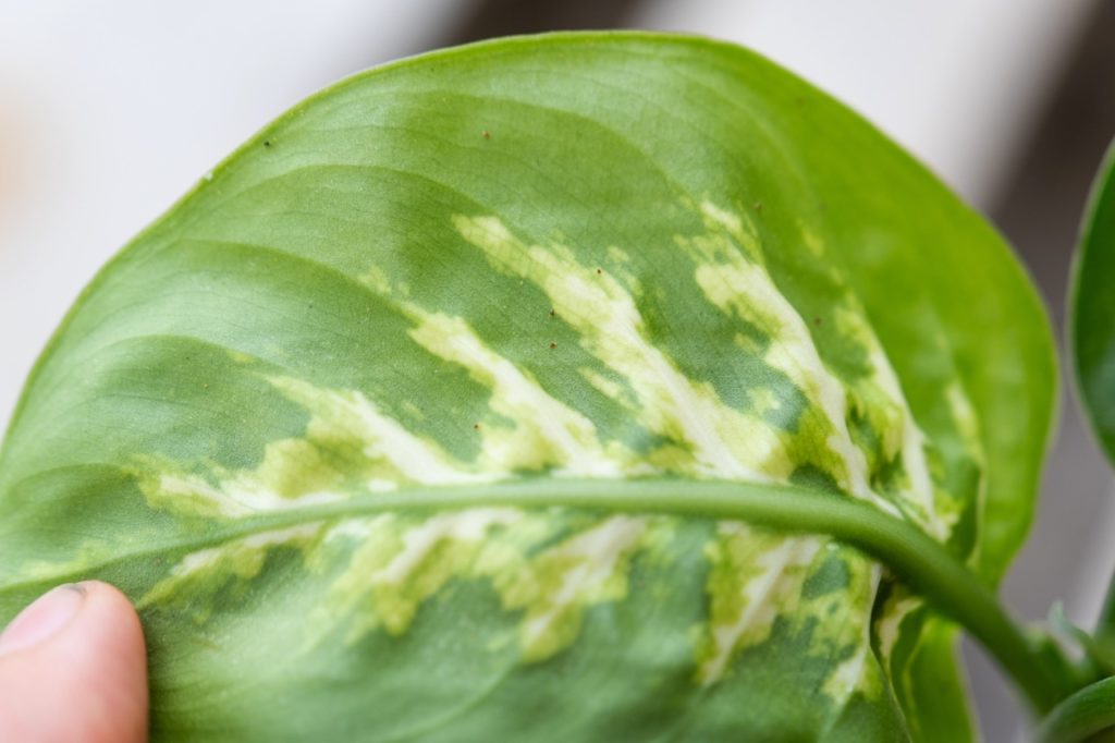 magnified view of tiny red spider mites on the surface of a green and cream coloured Dieffenbachia leaf