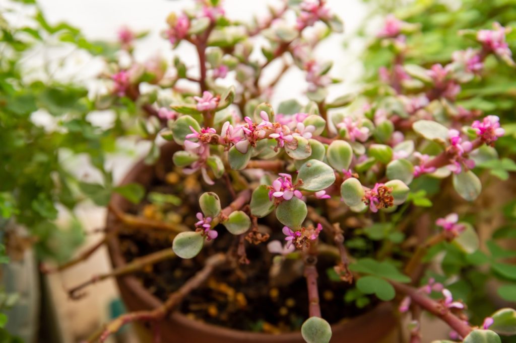 daphne variety growing in a pot with small pink flowers and rounded waxy leaves 