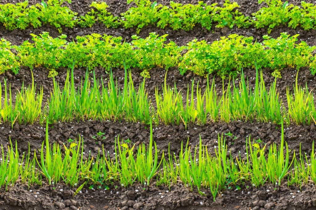 rows of onions and parsley growing in a field