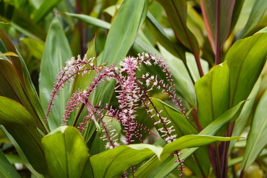 cordyline plant with long green leaves and red and white flowers that will soon turn to seed